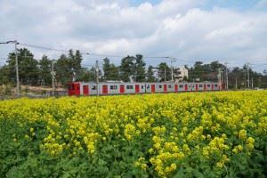 糸島　菜の花×電車②